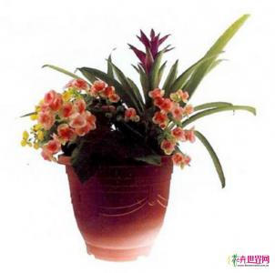 花盆